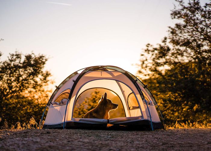 Yosemite Pet Dome Tent