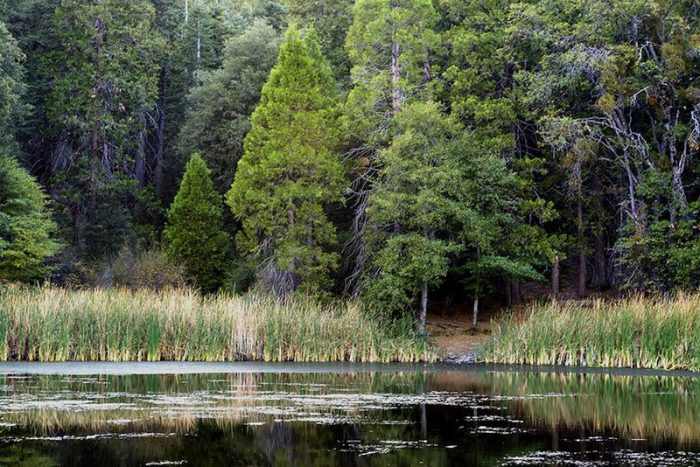 Palomar Mountain State Park