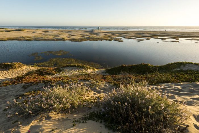 Pismo State Beach