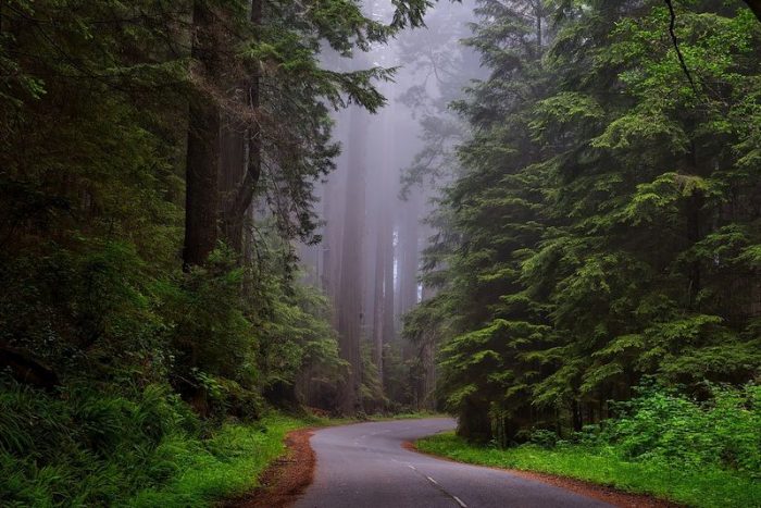 Redwood National And State Parks