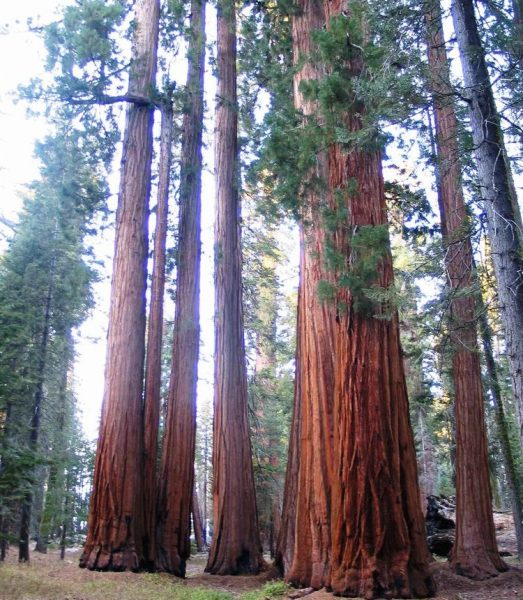 Sequoia National Park