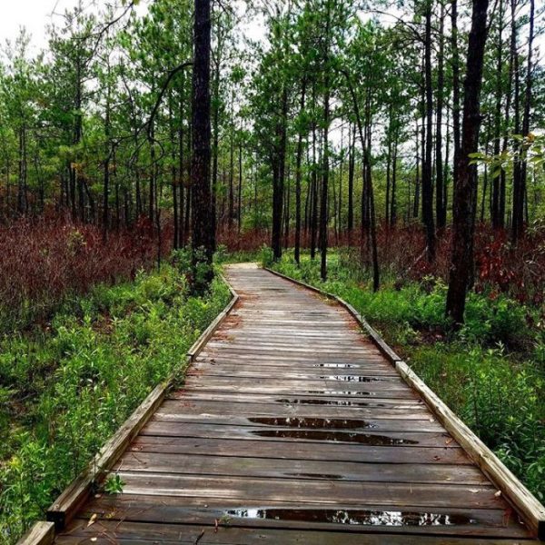 Big Thicket National Preserve